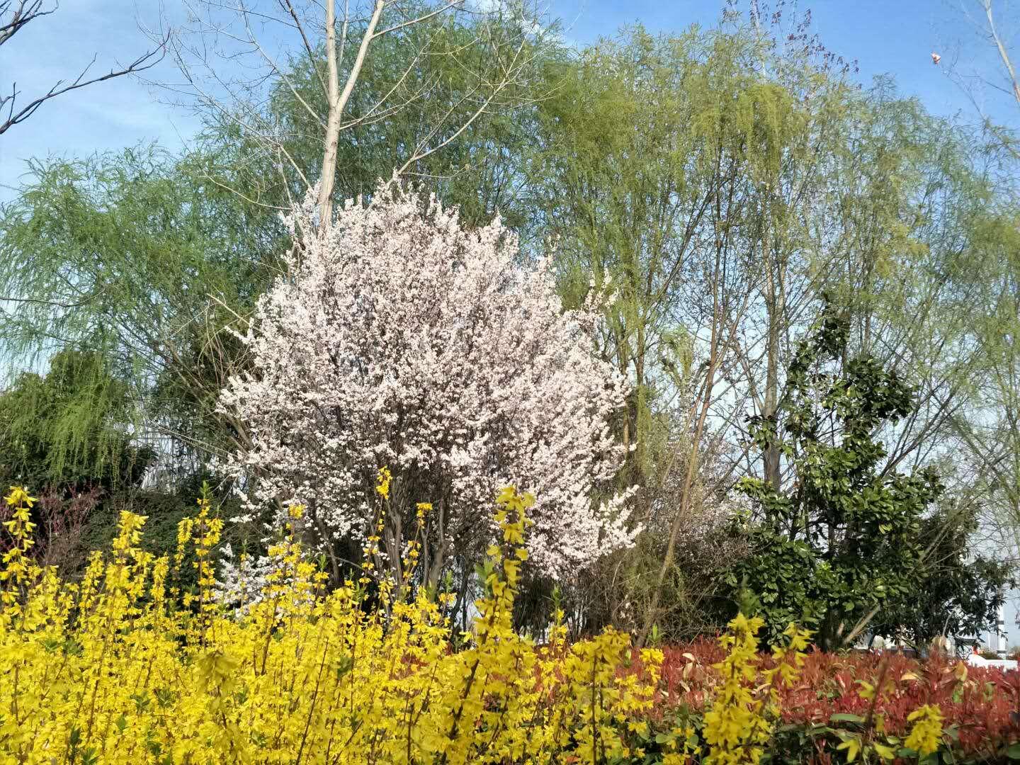 春天里，我們一起來(lái)看花