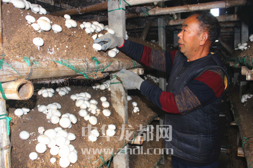 周口項(xiàng)城：食用菌種植基地內(nèi)，工人正在查看雙孢菇長(zhǎng)勢(shì)